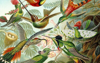 La légende du Colibri !