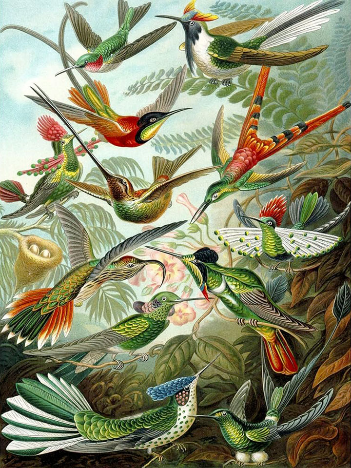 vmeh6 Legende du colibri